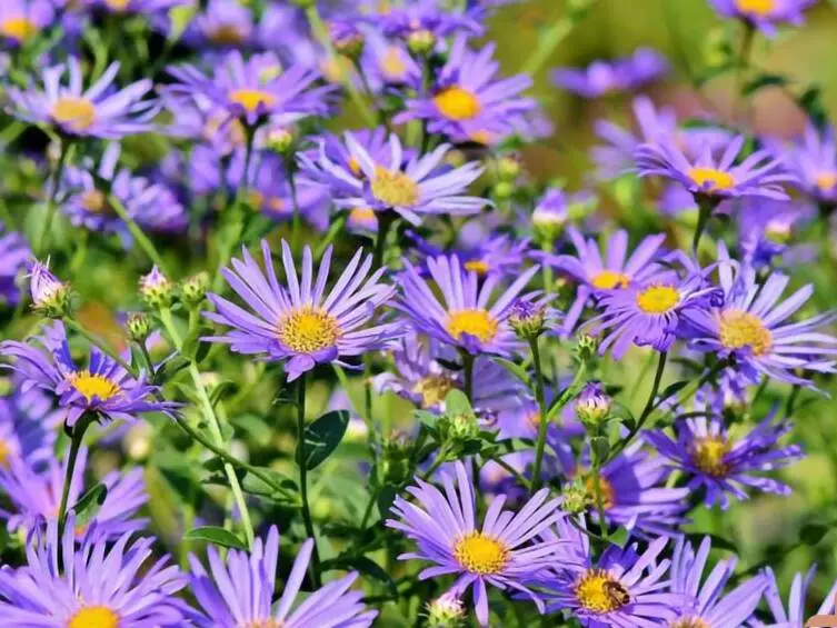 گیاهان مناسب روف گاردن