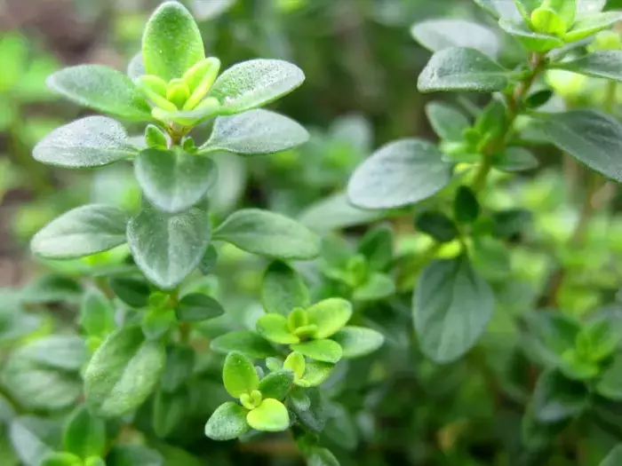 گیاهان مناسب روف گاردن